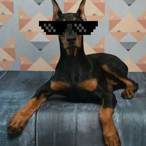 Meet your Posher, Bocaj